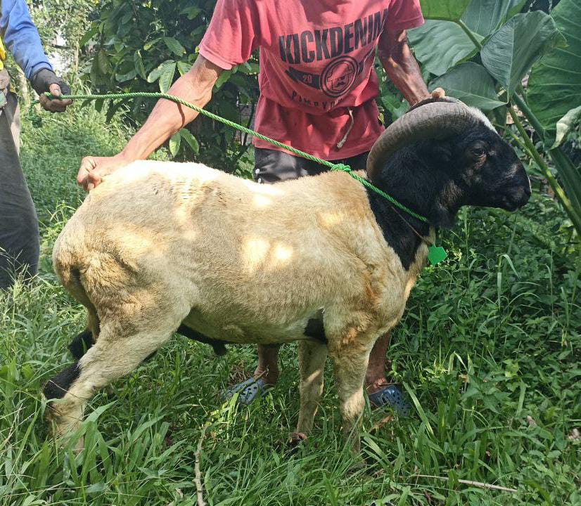 Domba Qurban Sukabumi