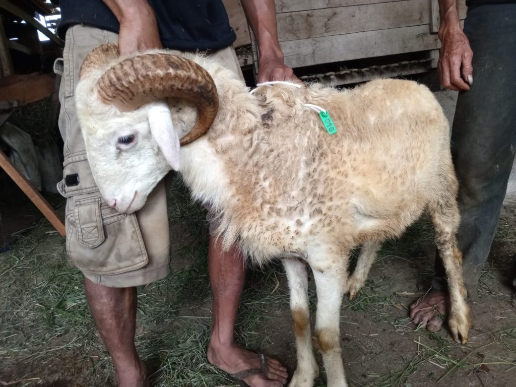 aqiqah sukabumi terbaik