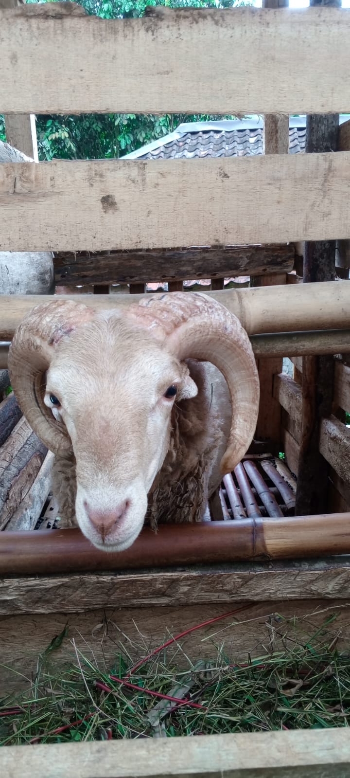 Domba qurban Sukabumi kualitas terbaik