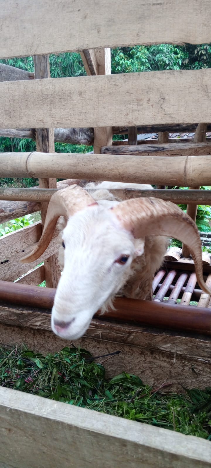 Domba qurban Sukabumi siap qurban