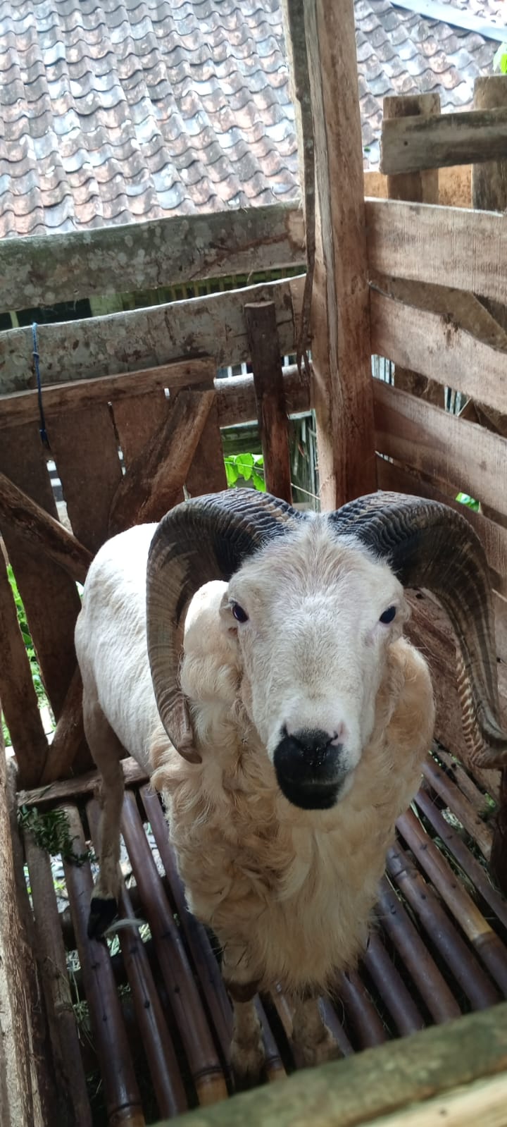Domba qurban Sukabumi pilihan
