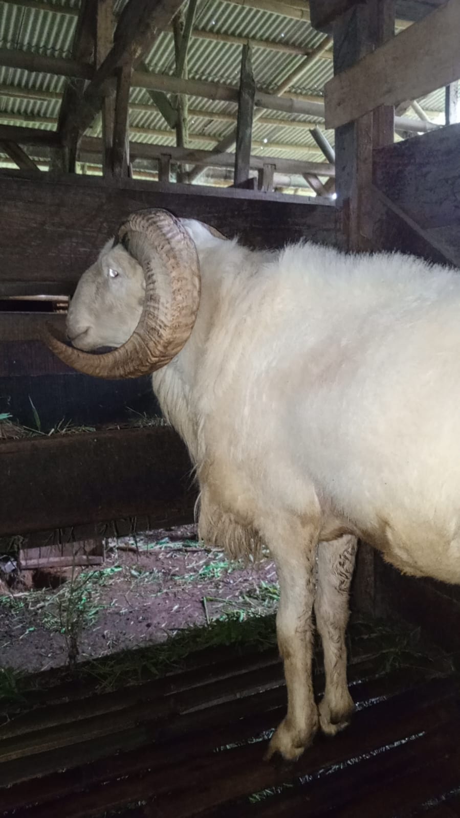 Domba qurban Sukabumi sehat dan kuat