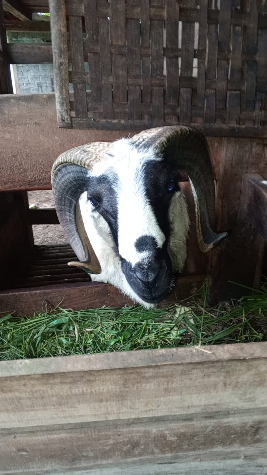 Domba qurban Sukabumi kualitas premium