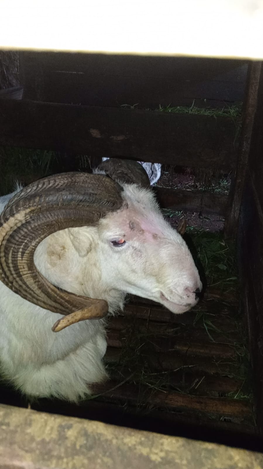 Domba qurban Sukabumi siap kirim