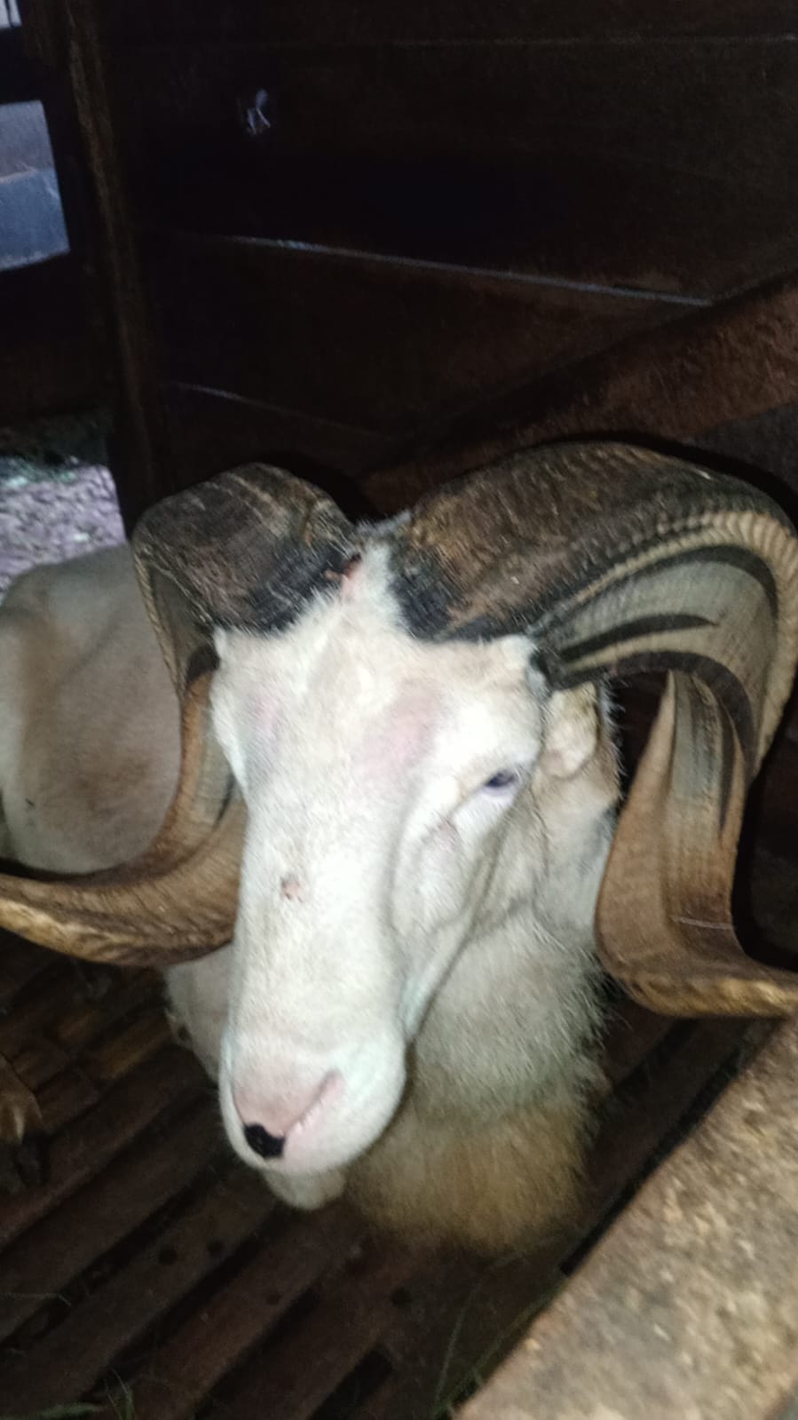 Domba qurban Sukabumi sehat dan gemuk