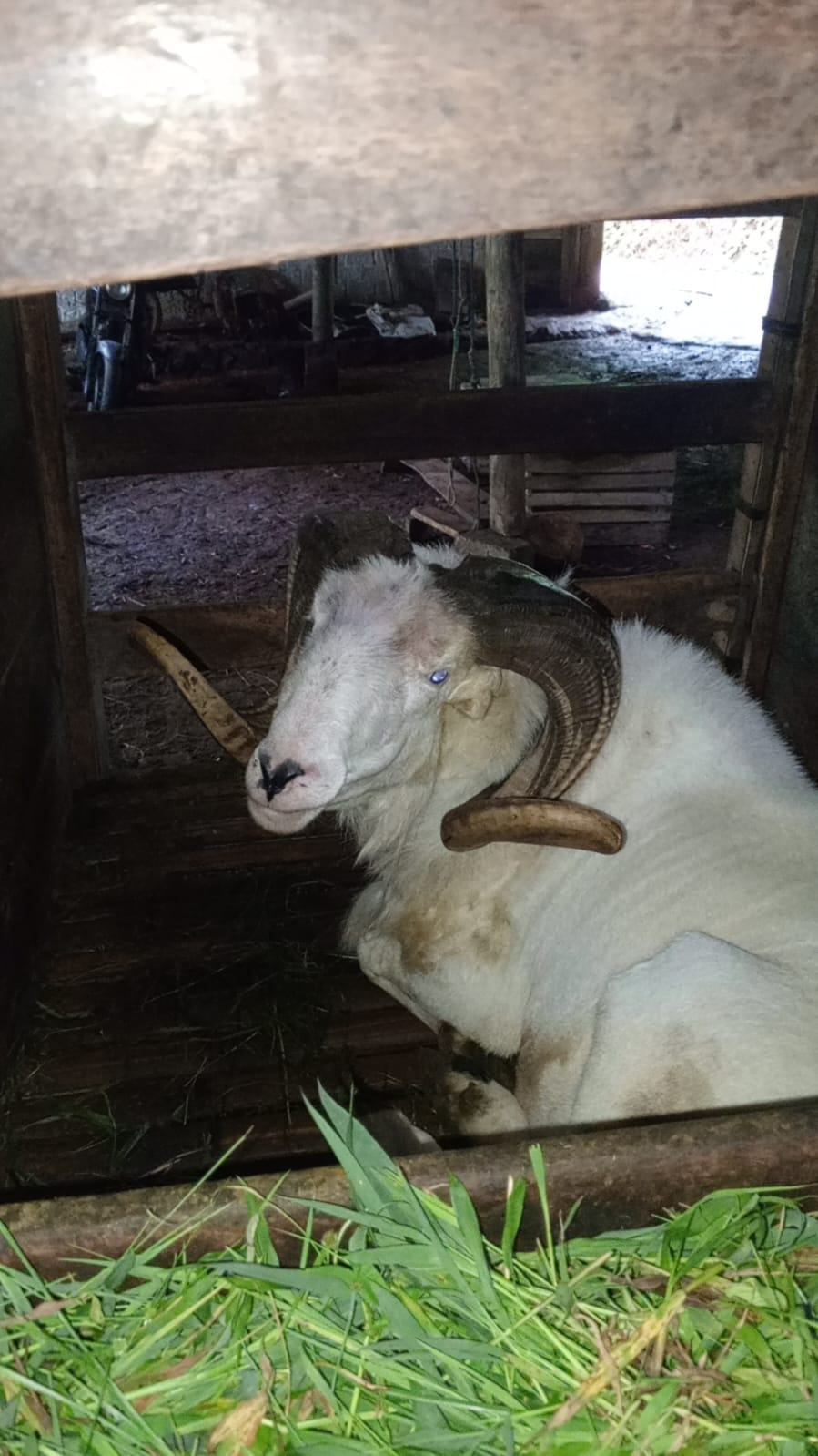 Harga domba qurban Sukabumi