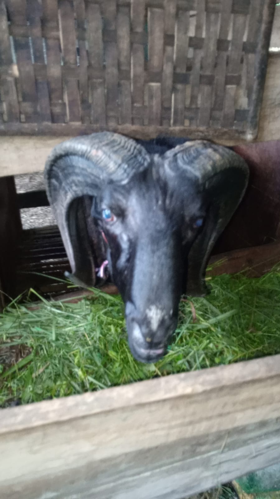 Harga kambing qurban Sukabumi