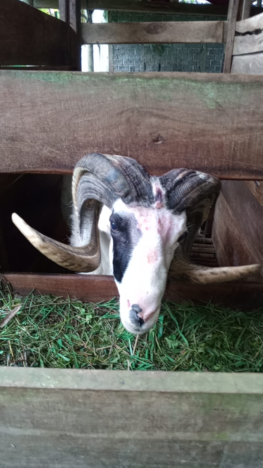Kambing qurban Sukabumi sehat