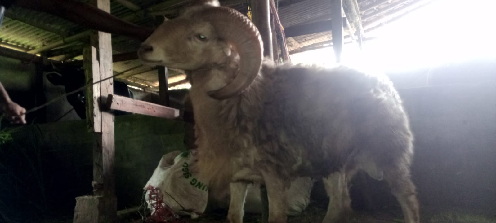 Layanan qurban Sukabumi terpercaya