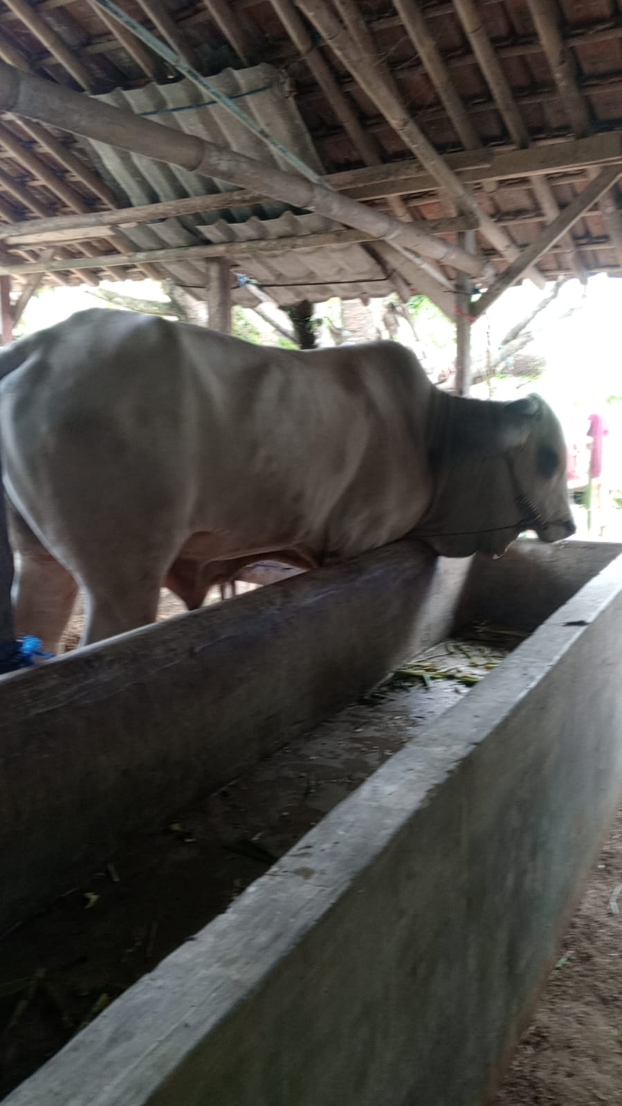 Sapi qurban Sukabumi besar dan sehat